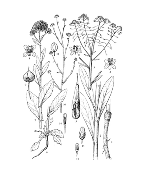 Natural compounds from  Isatis tinctoria
